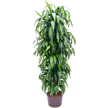 Dracena fragrans 'Hawaiian Sunshine' 1DRHSVT30