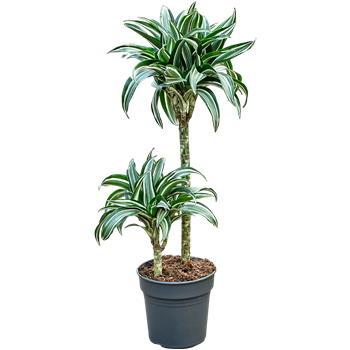 Dracena fragrans 'Jade Jewel' F00002424
