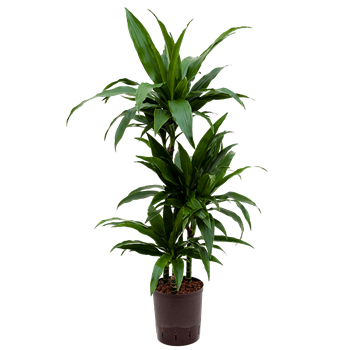 Dracena fragrans 'Janet Craig' 1DRJG3S10