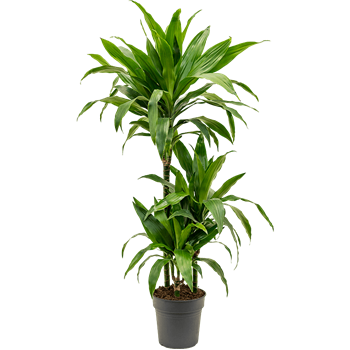 Dracena fragrans 'Janet Craig' 4DRJC3S12