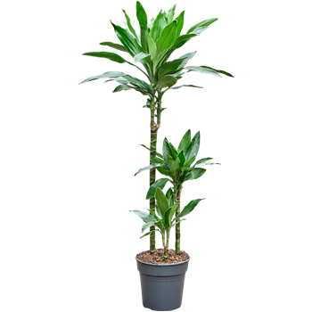 Dracena fragrans 'Janet Lind Gold' 4DRJG3S21
