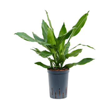 Dracena fragrans 'Janet Lind' 1DRJL2K10