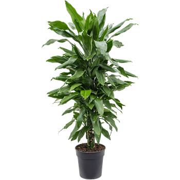 Dracena fragrans 'Janet Lind' 4DRJLVT12
