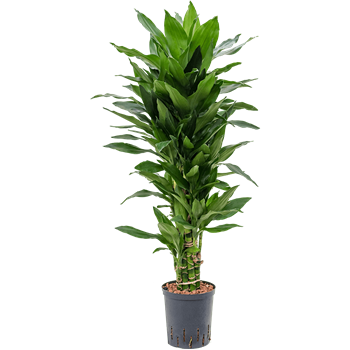 Dracena fragrans 'Janet Lind' 1DRJLVT05