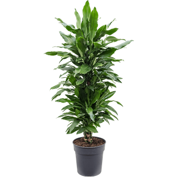 Dracena fragrans 'Janet Lind' 4DRJLVT22