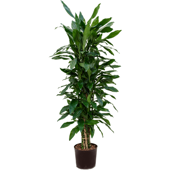 Dracena fragrans 'Janet Lind' 1DRJLVT10