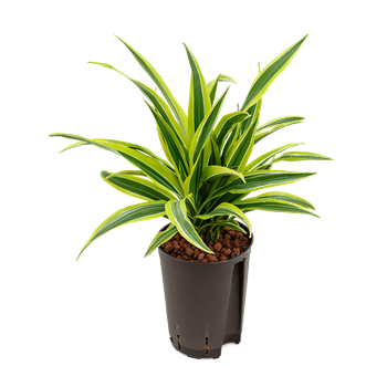 Dracena fragrans 'Lemon Lime' 1DRLL2K10