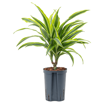 Dracena fragrans 'Lemon Lime' 1DRLL1S10