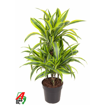 Dracena fragrans 'Lemon Lime' F00005019