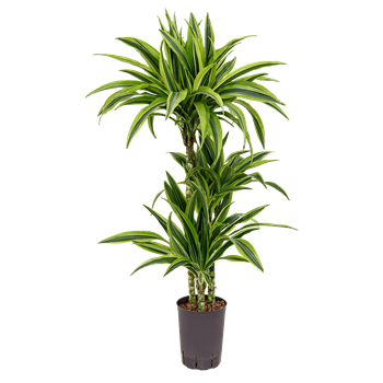 Dracena fragrans 'Lemon Lime' 1DRLL3S10