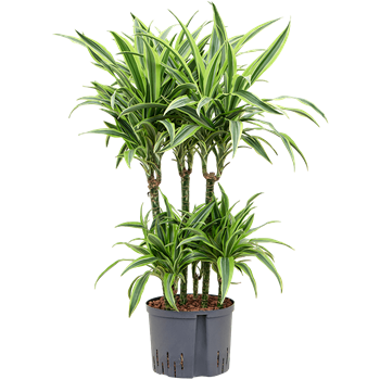 Dracena fragrans 'Lemon Lime' 1DRLLCA25