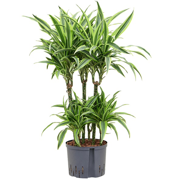 Dracena fragrans 'Lemon Lime' 1DRLLCA25