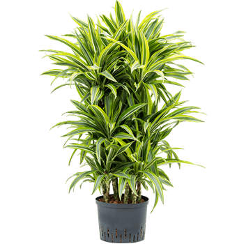 Dracena fragrans 'Lemon Lime' 1DRLLCA62