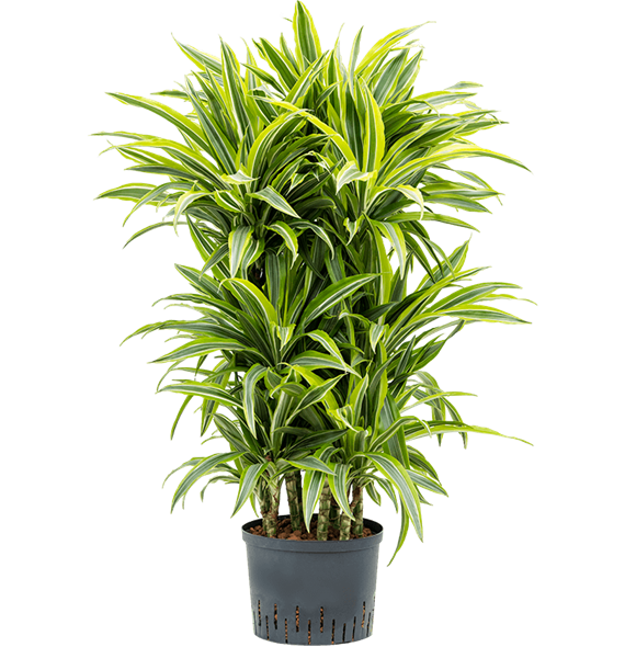 Dracena fragrans 'Lemon Lime' 1DRLLCA62