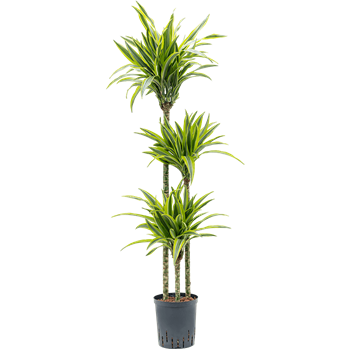 Dracena fragrans 'Lemon Lime' 1DRLL3S20