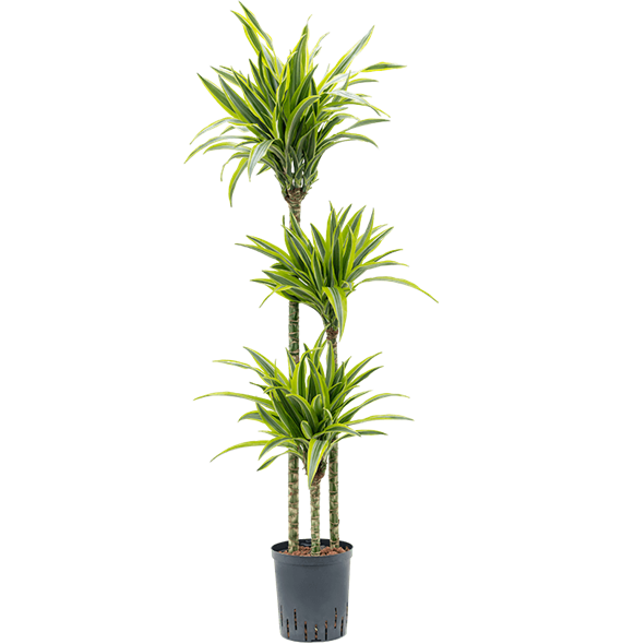 Dracena fragrans 'Lemon Lime' 1DRLL3S20