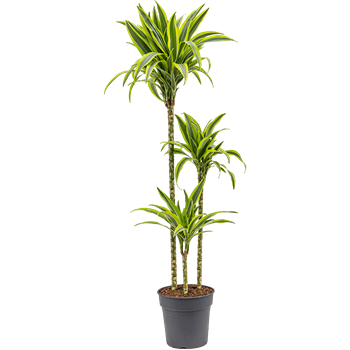 Dracena fragrans 'Lemon Lime' 4DRLL3S10
