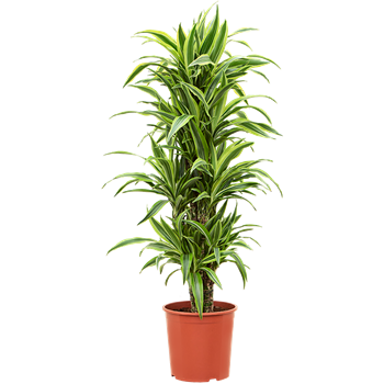 Dracena fragrans 'Lemon Lime' 4DRLLVT06