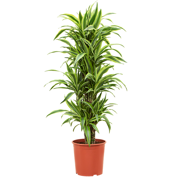 Dracena fragrans 'Lemon Lime' 4DRLLVT06