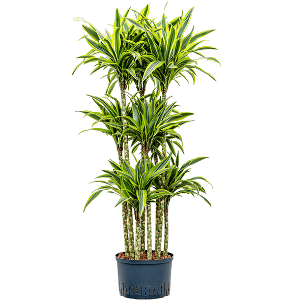 Dracena fragrans 'Lemon Lime' 1DRLLCA92