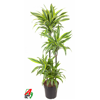 Dracena fragrans 'Lemon Lime' F00002859