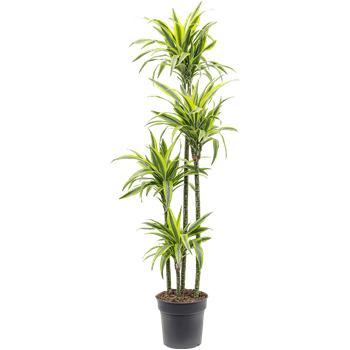 Dracena fragrans 'Lemon Lime' 4DRLL4S10