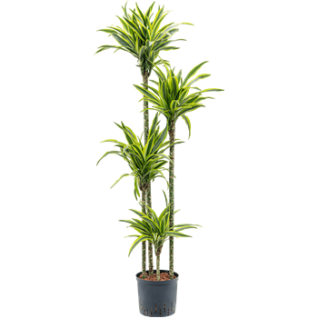 Dracena fragrans 'Lemon Lime' 1DRLL4S10