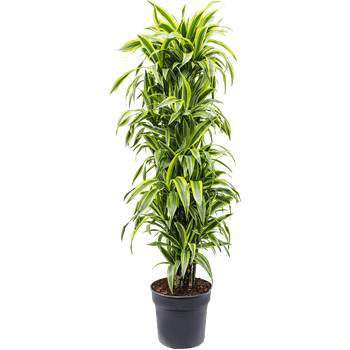 Dracena fragrans 'Lemon Lime' 4DRLLVT10