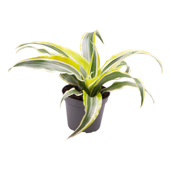 Dracena fragrans 'Lemon Surprise' F00000977
