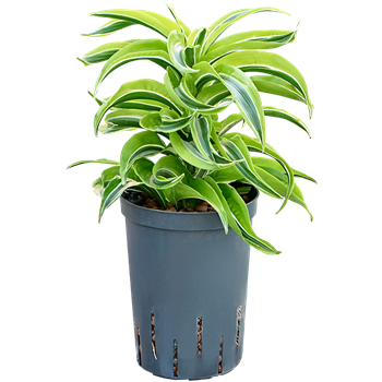 Dracena fragrans 'Lemon Surprise' 1DRLSKO10