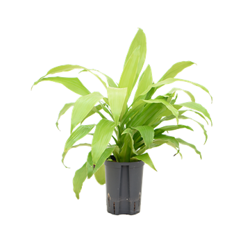 Dracena fragrans 'Limelight' 1DRLI2K12