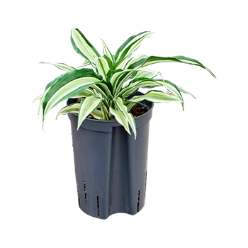 Dracena fragrans 'Malaika' 1DRCMKO10