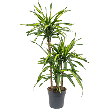 Dracena fragrans 'Riki' 4DRRI3S05