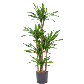 Dracena fragrans 'Riki' 1DRRICA22