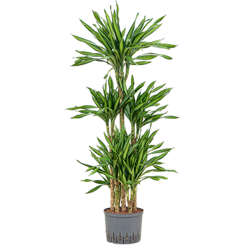 Dracena fragrans 'Riki' 1DRRICA25