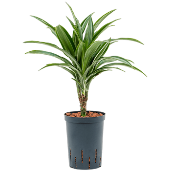 Dracena fragrans 'Ulises' 1DRUL1S12