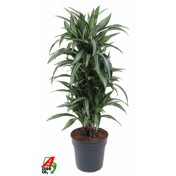 Dracena fragrans 'Ulises' F00002826