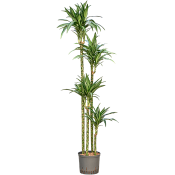 Dracena fragrans 'Ulises' 1DRUL4S15