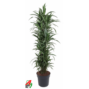 Dracena fragrans 'Ulises' F00002825