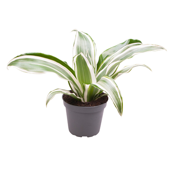 Dracena fragrans 'White Jewel' F00000979