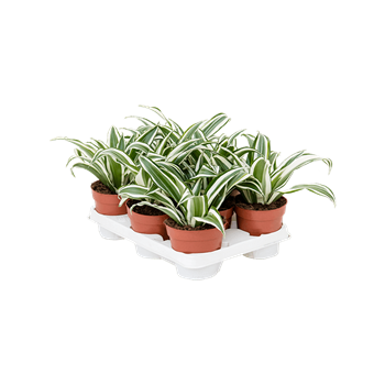 Dracena fragrans 'White Jewel' 8/tray 4DRWJKO15