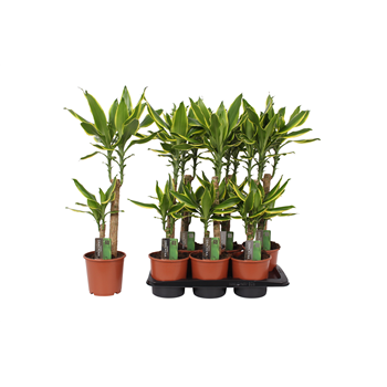 Dracena fragrans Golden Coast F00005313