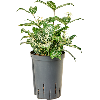 Dracena godseffiana 'Florida beauty' 1DRGOBP10