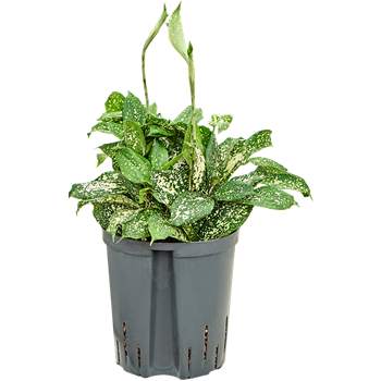 Dracena godseffiana 'Florida beauty' 1DRGOBP18