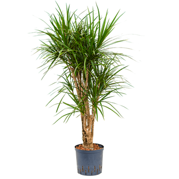 Dracena marginata 1DRMRVT12