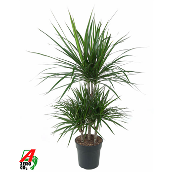Dracena marginata F00002428