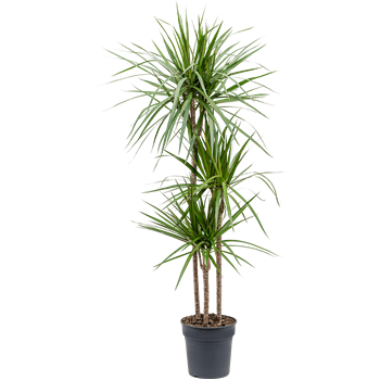 Dracena marginata 4DRMR3S20