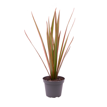Dracena marginata 'Bicolor' F00000991
