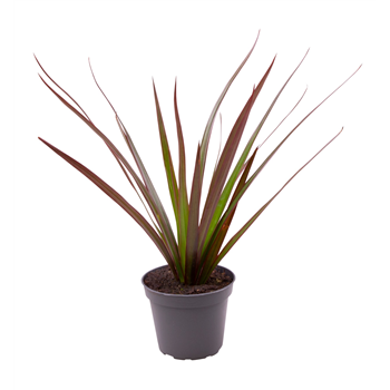 Dracena marginata 'Magenta' F00000989