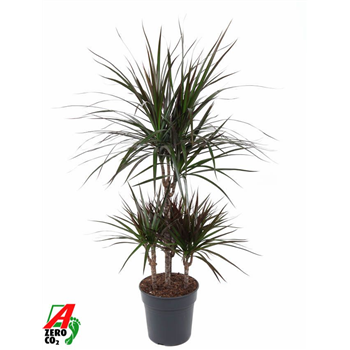 Dracena marginata 'Magenta' F00005250